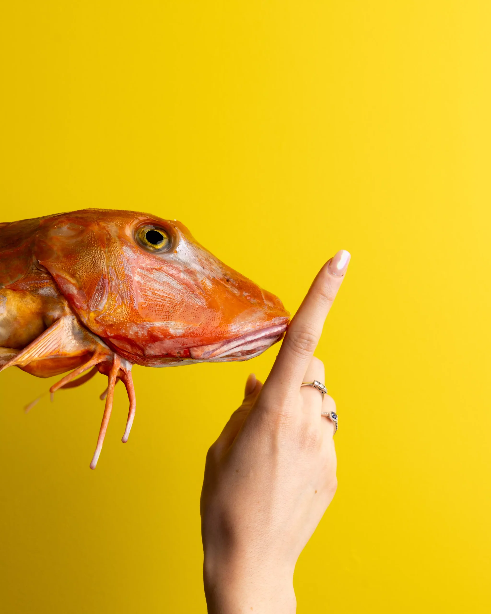 Food - Simpatica immagine di un pesce con un dito umano davanti come se facesse "shhhh". Sfondo Giallo.